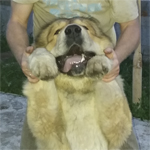 Аватара пользователя