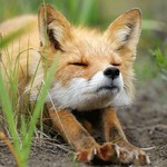 Аватара пользователя