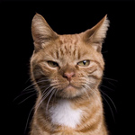 Аватара пользователя