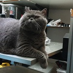 Аватара пользователя