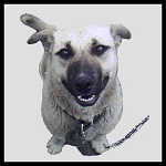 Аватара пользователя