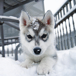 Аватара пользователя