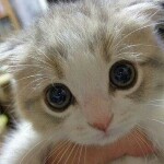 Аватара пользователя