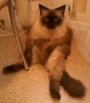 Аватара пользователя