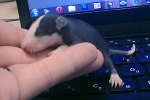 21112012458.jpg (2197 просмотров) <a class='original' href='./download/file.php?id=104016&mode=view' target=_blank>Загрузить оригинал (295.84 КБ)</a>