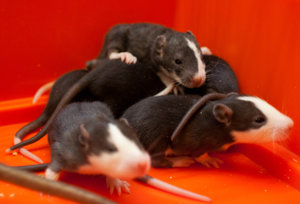 DSC_0074.jpg (2197 просмотров) <a class='original' href='./download/file.php?id=104017&mode=view' target=_blank>Загрузить оригинал (385.4 КБ)</a>