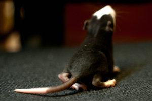 DSC_0137.jpg (2197 просмотров) <a class='original' href='./download/file.php?id=104018&mode=view' target=_blank>Загрузить оригинал (451.52 КБ)</a>