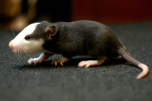 DSC_0138.jpg (2197 просмотров) <a class='original' href='./download/file.php?id=104019&mode=view' target=_blank>Загрузить оригинал (554.03 КБ)</a>