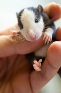 DSC_0238.jpg (2197 просмотров) <a class='original' href='./download/file.php?id=104022&mode=view' target=_blank>Загрузить оригинал (863.63 КБ)</a>