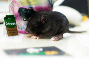 DSC_0364.jpg (2197 просмотров) <a class='original' href='./download/file.php?id=104025&mode=view' target=_blank>Загрузить оригинал (641.53 КБ)</a>