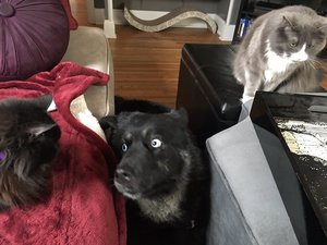 58cd10e0728dd.jpg (3162 просмотра) <a class='original' href='./download/file.php?id=106441&mode=view' target=_blank>Загрузить оригинал (81.56 КБ)</a>