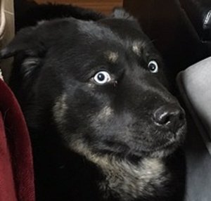 58cd10e0ea800-1.jpg (3084 просмотра) <a class='original' href='./download/file.php?id=106492&mode=view' target=_blank>Загрузить оригинал (39.4 КБ)</a>