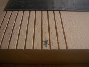 DSCN1934.JPG (3071 просмотр) <a class='original' href='./download/file.php?id=107138&mode=view' target=_blank>Загрузить оригинал (1.07 МБ)</a>