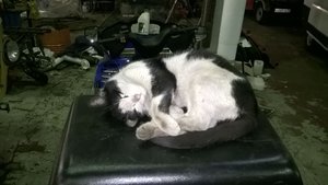 потеплеет помоем его)) (9215 просмотров) <a class='original' href='./download/file.php?id=108232&mode=view' target=_blank>Загрузить оригинал (117.84 КБ)</a>