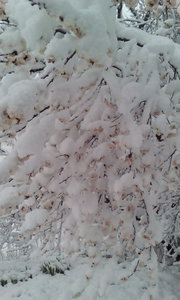 IMG_20170419_0388.jpg (2352 просмотра) <a class='original' href='./download/file.php?id=109293&mode=view' target=_blank>Загрузить оригинал (2.6 МБ)</a>