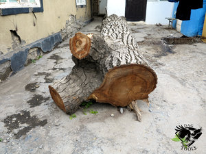 IMG_6068.JPG (5828 просмотров) <a class='original' href='./download/file.php?id=110353&mode=view' target=_blank>Загрузить оригинал (408.39 КБ)</a>