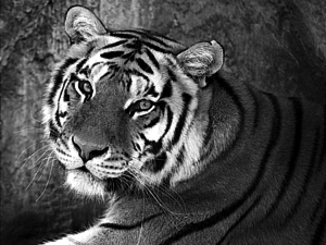 Img 002 (ENG).png (2734 просмотра) <a class='original' href='./download/file.php?id=112541&mode=view' target=_blank>Загрузить оригинал (250.5 КБ)</a>