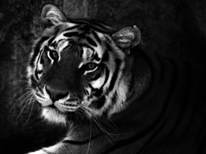 Img 002 (GRAY).png (2734 просмотра) <a class='original' href='./download/file.php?id=112542&mode=view' target=_blank>Загрузить оригинал (1.94 МБ)</a>