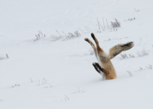 7159148361226571841.png (3367 просмотров) <a class='original' href='./download/file.php?id=114760&mode=view' target=_blank>Загрузить оригинал (360.11 КБ)</a>