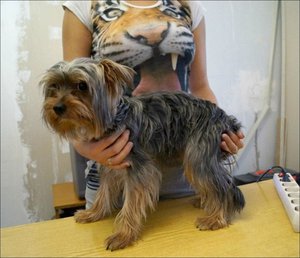 r4tr4t4r-n0010.jpg (3367 просмотров) <a class='original' href='./download/file.php?id=114766&mode=view' target=_blank>Загрузить оригинал (122.01 КБ)</a>