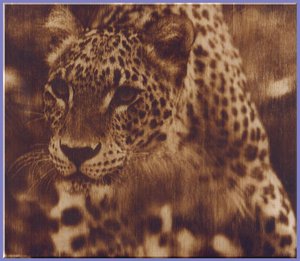 гепард.jpg (6117 просмотров) <a class='original' href='./download/file.php?id=116090&mode=view' target=_blank>Загрузить оригинал (173.79 КБ)</a>