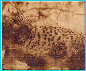 гепард1.jpg (6411 просмотров) <a class='original' href='./download/file.php?id=118129&mode=view' target=_blank>Загрузить оригинал (168 КБ)</a>