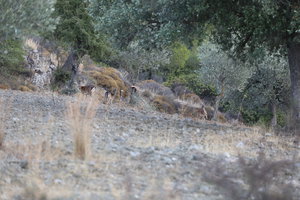 Природа на о. Родос (6625 просмотров) <a class='original' href='./download/file.php?id=121133&mode=view' target=_blank>Загрузить оригинал (10.13 МБ)</a>