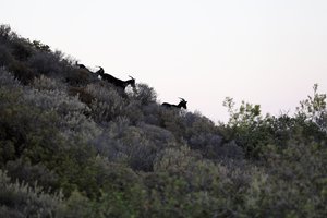 Природа на о. Родос (6625 просмотров) <a class='original' href='./download/file.php?id=121134&mode=view' target=_blank>Загрузить оригинал (4.06 МБ)</a>