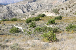 Природа на о. Родос (6596 просмотров) <a class='original' href='./download/file.php?id=121142&mode=view' target=_blank>Загрузить оригинал (15.46 МБ)</a>