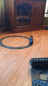 1507216718145880456.gif (4131 просмотр) <a class='original' href='./download/file.php?id=121600&mode=view' target=_blank>Загрузить оригинал (5.12 МБ)</a>