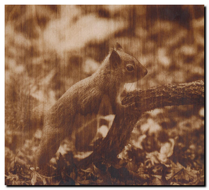 белка.png (3637 просмотров) <a class='original' href='./download/file.php?id=124119&mode=view' target=_blank>Загрузить оригинал (1.85 МБ)</a>