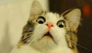 ispugannyy_kot.jpg (1750 просмотров) <a class='original' href='./download/file.php?id=124713&mode=view' target=_blank>Загрузить оригинал (21.8 КБ)</a>