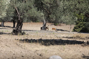 PS8A1452.JPG (6409 просмотров) <a class='original' href='./download/file.php?id=125926&mode=view' target=_blank>Загрузить оригинал (12.87 МБ)</a>