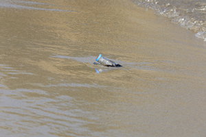 PS8A2339.JPG (6409 просмотров) <a class='original' href='./download/file.php?id=125933&mode=view' target=_blank>Загрузить оригинал (8.75 МБ)</a>