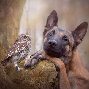 DQLqT2rX4AA4oXq.jpg (4431 просмотр) <a class='original' href='./download/file.php?id=126430&mode=view' target=_blank>Загрузить оригинал (73.24 КБ)</a>