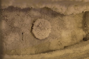 PS8A4871.JPG (9663 просмотра) <a class='original' href='./download/file.php?id=128023&mode=view' target=_blank>Загрузить оригинал (6.72 МБ)</a>