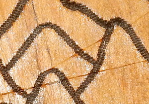 DSCN8834_cr.jpg (4501 просмотр) <a class='original' href='./download/file.php?id=128059&mode=view' target=_blank>Загрузить оригинал (302.2 КБ)</a>