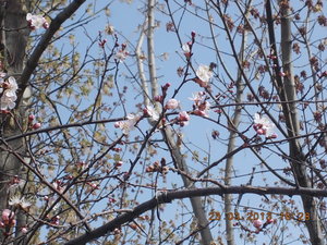 DSCN1353.JPG (3646 просмотров) <a class='original' href='./download/file.php?id=13186&mode=view' target=_blank>Загрузить оригинал (255.47 КБ)</a>