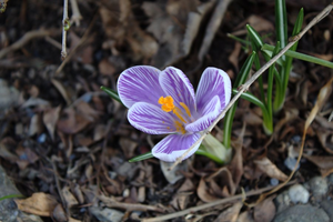 IMG_4579_s.png (3882 просмотра) <a class='original' href='./download/file.php?id=1334&mode=view' target=_blank>Загрузить оригинал (642.08 КБ)</a>