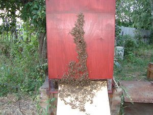 В жаркий летний вечер пчелы выкучиваются из улья (8097 просмотров) <a class='original' href='./download/file.php?id=134119&mode=view' target=_blank>Загрузить оригинал (229.09 КБ)</a>