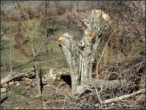 IMG_6955.JPG (5714 просмотров) <a class='original' href='./download/file.php?id=134924&mode=view' target=_blank>Загрузить оригинал (603.16 КБ)</a>