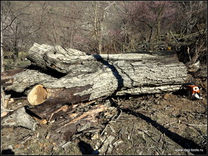 IMG_6958.JPG (5714 просмотров) <a class='original' href='./download/file.php?id=134927&mode=view' target=_blank>Загрузить оригинал (585.32 КБ)</a>