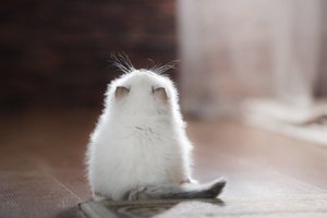 28423366_1288261294640097_7879695485171013774_o.jpg (3401 просмотр) <a class='original' href='./download/file.php?id=135371&mode=view' target=_blank>Загрузить оригинал (43.62 КБ)</a>