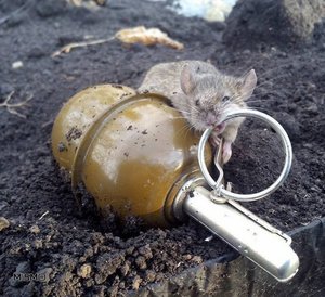 Мышь с гранатой.jpg (3203 просмотра) <a class='original' href='./download/file.php?id=136844&mode=view' target=_blank>Загрузить оригинал (122.52 КБ)</a>