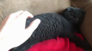 08-20-42-doc286210007_462489968.gif (3098 просмотров) <a class='original' href='./download/file.php?id=137108&mode=view' target=_blank>Загрузить оригинал (6.45 МБ)</a>