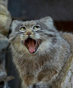 funny-unphotogenic-animals-48-59e5b683bcb89__605.jpg (2880 просмотров) <a class='original' href='./download/file.php?id=137380&mode=view' target=_blank>Загрузить оригинал (84.43 КБ)</a>