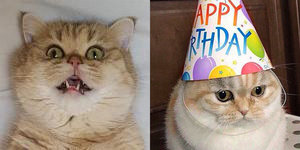 frezeryga.jpg (7212 просмотров) <a class='original' href='./download/file.php?id=137594&mode=view' target=_blank>Загрузить оригинал (166.12 КБ)</a>