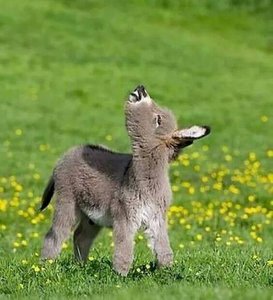 31046362_2029016520460283_5431824403149094912_n.jpg (3873 просмотра) <a class='original' href='./download/file.php?id=137769&mode=view' target=_blank>Загрузить оригинал (78.23 КБ)</a>