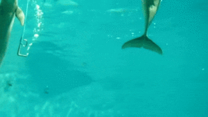 10-41-21-doc33730248_464046419.gif (3417 просмотров) <a class='original' href='./download/file.php?id=137964&mode=view' target=_blank>Загрузить оригинал (3.11 МБ)</a>