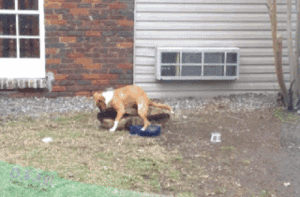 23-33-23-doc32366445_465208178.gif (3083 просмотра) <a class='original' href='./download/file.php?id=138915&mode=view' target=_blank>Загрузить оригинал (1.51 МБ)</a>